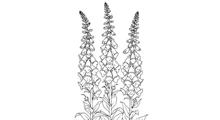 Digitalis Foxglove Flowers Botanical Illustration Line Art © illustration vector