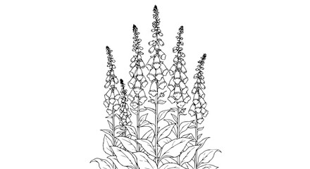 Digitalis Foxglove Flower Plant Botanical Illustration Line Art © illustration vector