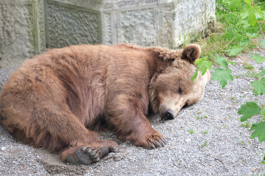 urso animal zoologico berna su&iacute;&ccedil;a zoo