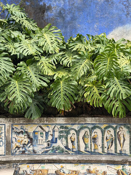 costela de adao flor natureza verde estufa arvore planta 