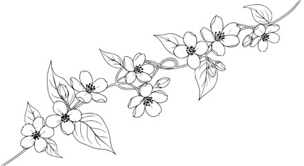 Elegant hand-drawn jasmine branch illustration, delicate flowers and leaves in black and white line art. © illustration 