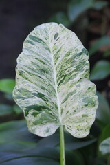 young leaves of philodendron marbel varigata © Yuli
