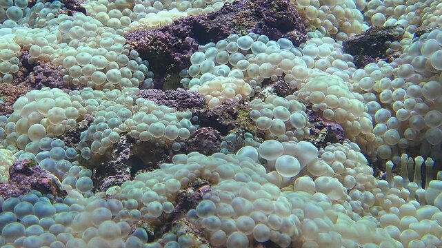 Video of bubble-tip anemone (Entacmaea quadricolor) swaying in the water flow