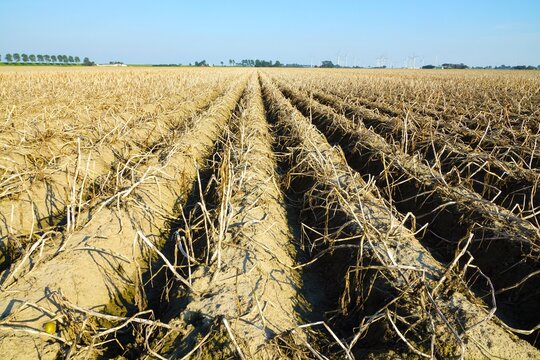  A field parched by the summer heat
