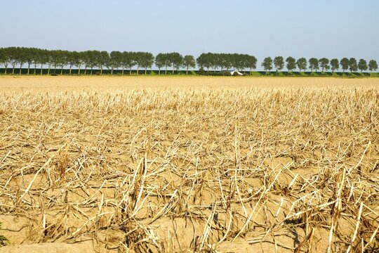  A field parched by the summer heat