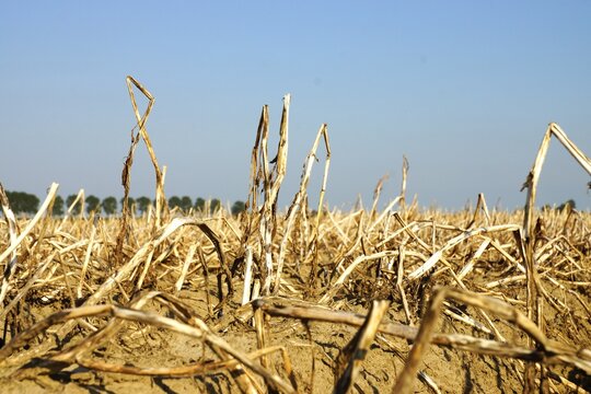  A field parched by the summer heat