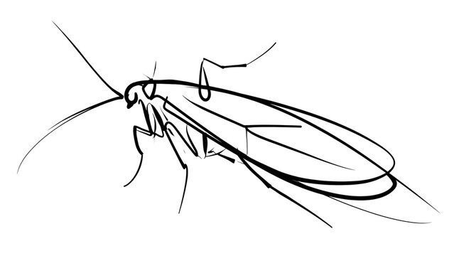 Minimalist fly line drawing on white background.