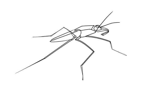 Minimalist insect line art on white background.