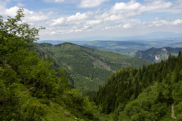Obraz premium Green forest and hills.