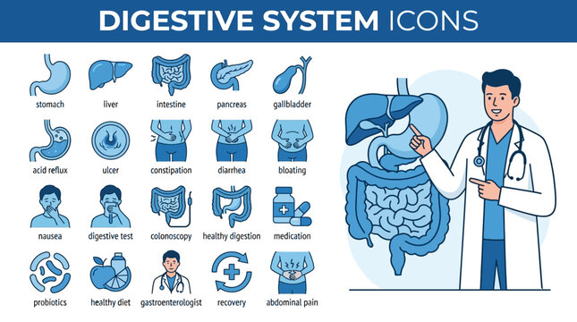 Digestive System Anatomy Illustration Focused On Internal Organs.