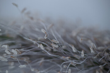 Close-up of tiny pale stamens and fine filaments on a plantain flower spike with soft gray background and shallow focus. © Jolanta