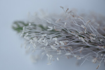 Close-up of tiny pale stamens and fine filaments on a plantain flower spike with soft gray background and shallow focus. © Jolanta