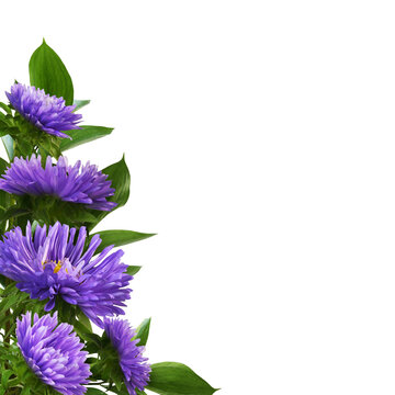 Purple aster flowers and green leaves of ruscus in an autumn corner floral arrangement isolated on white or transparent background