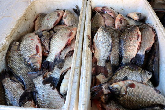 Fresh fish displayed in large containers at a market near a river in the early morning hours just after sunrise