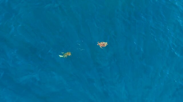 Aerial view of Turtle swims in clear blue ocean