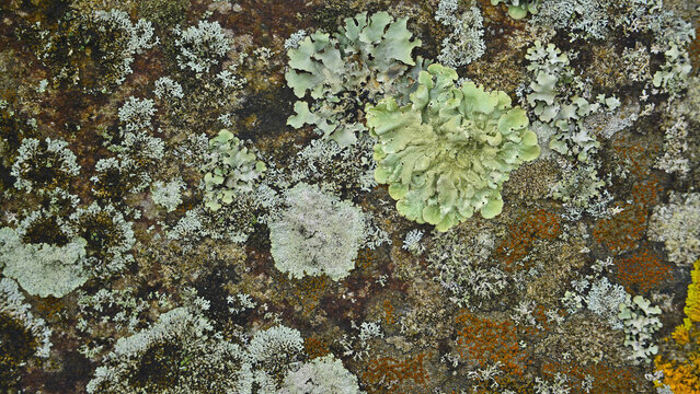 A variety of colours and shapes of crustose lichens on a rocky surface.