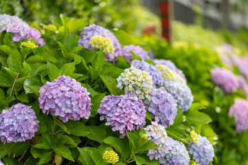 Obraz premium 葛西親水緑道の紫陽花