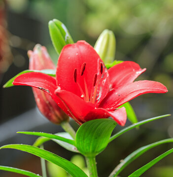 Beautiful Red Lily in full bloom, with yellow stamen against natrual out of focus background