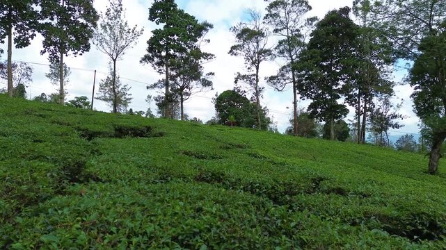 Aerial Drone View of Lush Green Tea Plantation in Indonesia