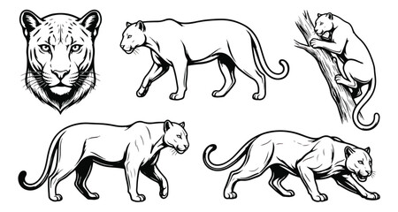 Black and white cougar vector set, mountain lion illustrations in various poses, wild panther line art collection for logos and tattoos © ishrat