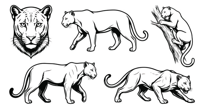 Black and white cougar vector set, mountain lion illustrations in various poses, wild panther line art collection for logos and tattoos