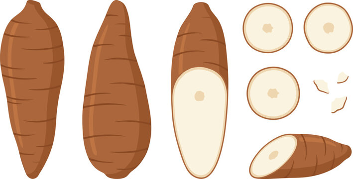 Fresh Taro Root Vector Illustration Set with Whole, Peeled, Sliced, and Cross Section Pieces Isolated on Transparent Background for Healthy Food Designs