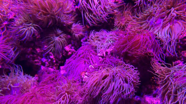 Close up of colorful sea anemones swaying underwater. Vibrant marine life and soft tentacles create an abstract ocean background rich in texture and natural beauty