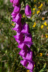 Veberod, Sweden A common Foxglove plant or Digitalis Purpurea in the forest. © Alexander