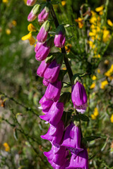 Veberod, Sweden A common Foxglove plant or Digitalis Purpurea in the forest. © Alexander