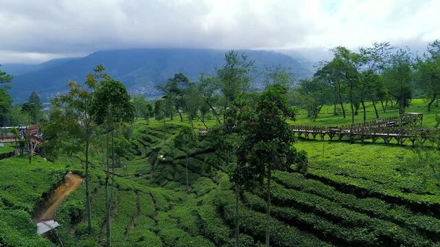 Aerial Drone View of Lush Green Tea Plantation in Indonesia