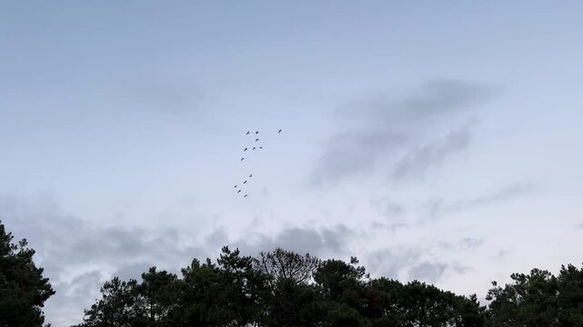 Birds flying to Nordic sky in twilight landscape of Batumi beach skyline pine tree coastal sea starlings on autumn migration mesmerizing synchronized aerial dance over Blacksea Georgia wildlife sunset