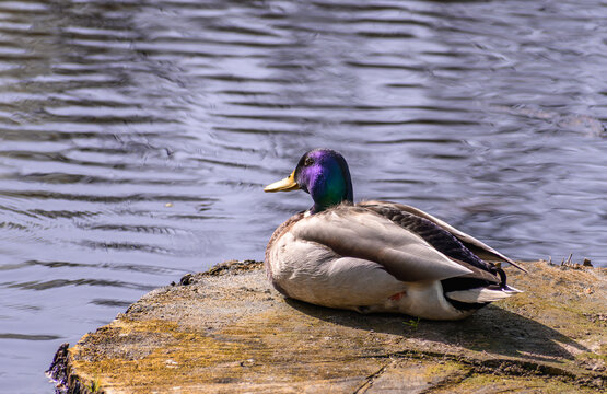 A beautiful drake with purple plumage on its head sits and rests on a felled tree trunk in a pond.