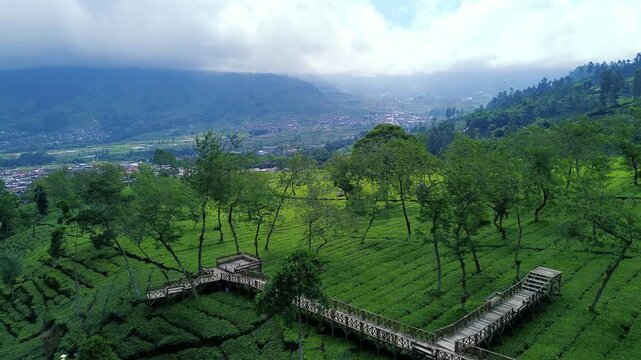 Aerial Drone View of Lush Green Tea Plantation in Indonesia