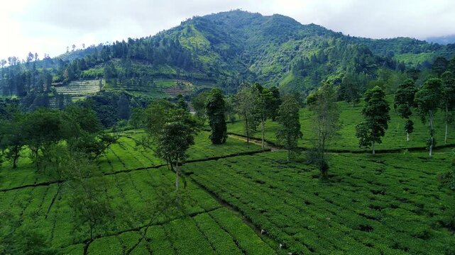 Aerial Drone View of Lush Green Tea Plantation in Indonesia