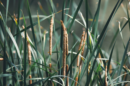 Close up of green Typha latifolia cattail reeds with brown fluffy spikes