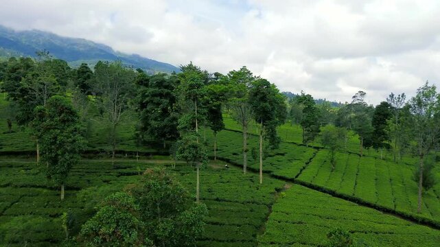 Aerial Drone View of Lush Green Tea Plantation in Indonesia