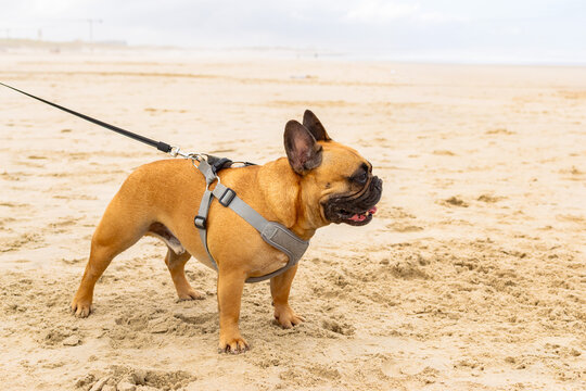 Adorable French bulldog in a harness stands on a sandy beach, capturing the joyful essence of a seaside walk. Evokes feelings of happy companionship and freedom. Nobody is there.