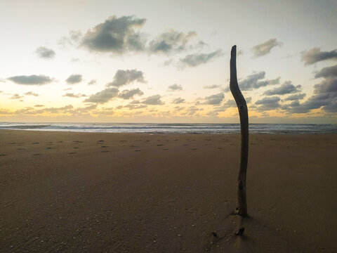 A serene coastal landscape featuring a lone piece of driftwood standing on a sandy shore at sunset. A powerful metaphor for resilience and solitude, ideal for wellness and travel themes.