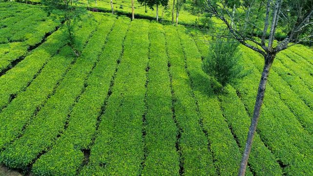 Aerial Drone View of Lush Green Tea Plantation in Indonesia