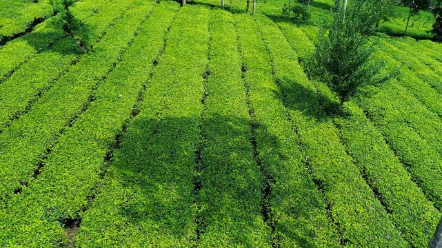 Aerial Drone View of Lush Green Tea Plantation in Indonesia