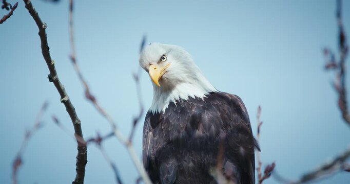 american bald eagle