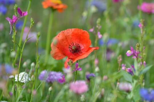 Coquelicot et compagnie