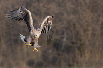 Bielik (Haliaeetus albicilla) w naturalnym środowisku. Największy ptak drapieżny Polski, objęty ścisłą ochroną gatunkową, symbol dzikiej przyrody i cennych ekosystemów. © Mateusz