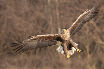 Bielik (Haliaeetus albicilla) w naturalnym środowisku. Największy ptak drapieżny Polski, objęty ścisłą ochroną gatunkową, symbol dzikiej przyrody i cennych ekosystemów. © Mateusz