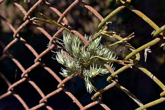 Tillandsia on rusty grid (Tillandsia tricholepis) in Sao Paulo, Brazil