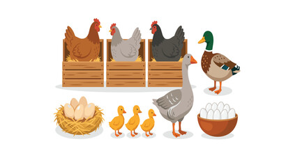 Farm poultry birds vector set with breeding hens ducks goose ducklings fresh eggs in nest and bowl illustration © Ruma