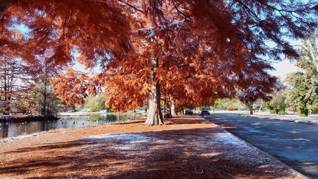 Ann Morrison Park Autumn Landscape Aerial Drone Shot Featuring Vibrant Red Bald Cypress Trees Beside a Tranquil Pond with a Frost Covered Path in a Peaceful City Public Recreation Area 4k