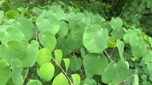 This image showcases the heart-shaped leaves of the katsura tree (Cercidiphyllum japonicum), also known as the caramel or candyfloss tree. Ideal for botanical studies, garden design, and nature-themed