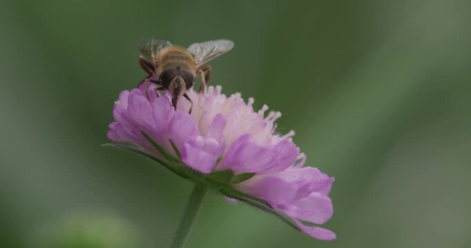 bee on a flower