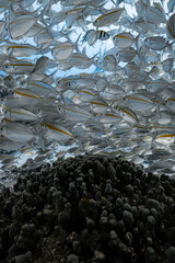 Fototapeta premium School of yellowstripe scad fish swimming over a dark coral reef.